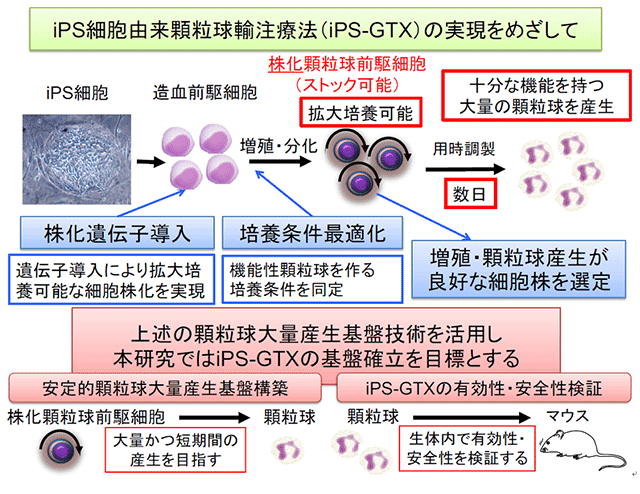 iPS細胞由来顆粒球輸注療法（iPS-GTX）の実現をめざして