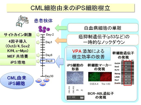 CML細胞由来のiPS細胞樹立